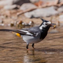 面部美容護膚步驟及注意事項——打造健康動人的肌膚
