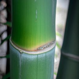 玉竹的美容護(hù)膚功效