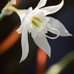 雪蓮花美容護膚功效 雪蓮花美容護膚功效