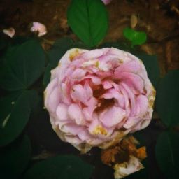 小月子多久可以開始進(jìn)行美容護(hù)膚及護(hù)理？| 小月子 | 美容護(hù)膚 | 護(hù)理